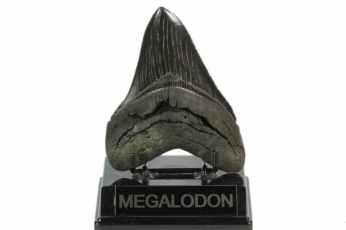 Serrated, Fossil Megalodon Tooth - Beautiful Tooth #129441